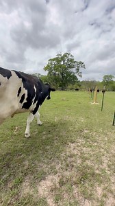 34K views · 5.4K reactions | Calling the cows home | Shirtless Jake's Homestead | Facebook