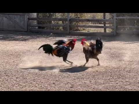 "Rooster Warriors | Intense Cinematic Cockfight in 4K (AI-Generated Short)"