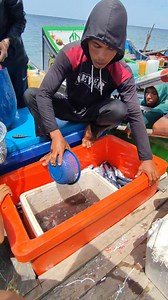 Best Fishing Boat Catch Many Fish Deep Sea #fishingboat #pesca #fish | Muammar Rafly