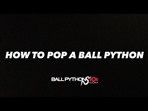 How to POP a Ball Python!