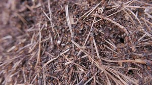 「Ants Working Ant Hill Closeup」の動画素材（ロイヤリティフリー）25301246 | Shutterstock
