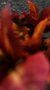 One and only FLYBAITS #reels #bougainvillea Cralls Garden Bougainvillea | Cralls Garden Bougainvillea