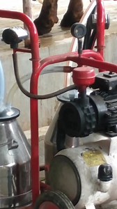 Milking Cow & Carabao @ Ecopark. Ang Daming Gatas! | Jack E. Vagbaga