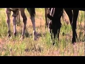 Films documentaires : La Vie Des Chevaux Du Cirque Doc Magnifique