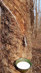 Rabar bagan modupur. #reelsviralシ #facebook #reelsfbシ #fbreelsfypシ゚ #facebookviral #facebookpost #facebookreelsviral | Pollab Chisim