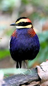 2K reactions · 26 comments | Adult male Malayan Banded Pitta...