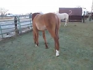 Video of some of the horses in the kill pen at the Fallon Feedlot in Fallon, Nevada......these are some of the 12 horses that went through the kill sale that the wild horse advocates who were there at the kill sale to buy the Virginia Range wild horses did not bid on or rescue/buy (?!) There is a beautiful palomino Quarter Horse mare who is 10-12 years old and rides quiet for trail or arena riding, about 14.2 hands, clean legs and is sound and a nice mover: bail is $800 Also two 2 year old Arabi