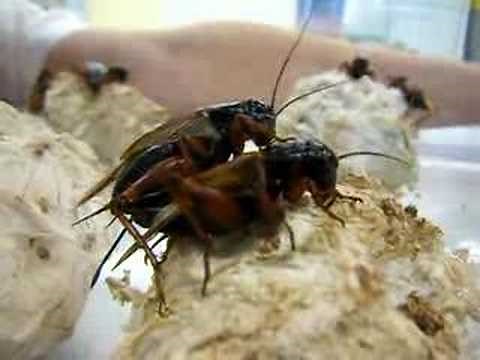 Crickets mating