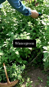 100% Natural Mustard Bath PURE PLANT ENERGY OF WINTERGREEN, EUCALYPTUS, AND ROSEMARY Let the therapeutic properties of Mustard go to work pulling nasty toxins from your skin, while the spirit of Wintergreen, Eucalyptus and Rosemary surround you in a curative cape. Immerse yourself in a Bath experience that taps into the strength of mother nature, inspiring you to unwind, let go, and revitalize. . . . #barefootvenus #mustardbath #bathhroutine #baththerapy | Barefoot Venus | Facebook