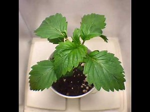 [Time-lapse] 🦆Frisian Duck = Frisian Dew X Duck Foot Ep.2 #ECS_Seed