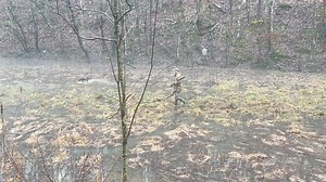 1.5K views · 18 reactions | We have the most versatile GWPs available in West Virginia and they will hold their own with any breeding on the east coast! Limited pups available! Contact us today! We are a registered West Virginia business and a registered NKC Kennel! PM us today! | Longspur Tracking and Outfitting | Facebook