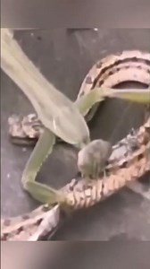 Incredible: Praying mantis attacks snake