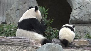 Before the panda mom shows up, can you imagine how tiny the panda baby is? #HiPanda #CCRCGP For more panda information, please check out: http://en.ipanda.com | iPanda