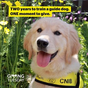 A donation today will be doubled, ensuring no one waits longer than necessary to be matched with a CNIB Guide Dog. So if you help us raise $150,000 this #GivingTuesday, we will be able to fully raise and train SIX guide dogs! cnib.ca/givingtuesday | CNIB