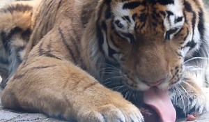 How Do Tigers Beat This Summer Heat? One Word: Bloodsicles | OutdoorHub