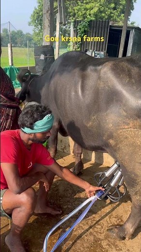 gou krsna farms, milking machine, healthy milk#🐃🥛
