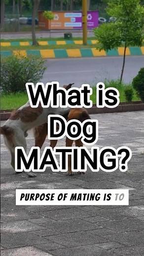 What is Dog MATING?