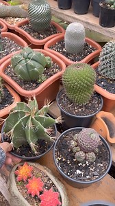 107K views · 2.9K reactions | Vando & Fabi Cactus e Suculentas on Reels | Facebook