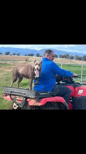 Around the farm at Heartland today. A busy afternoon drenching, vaccinating and ai’rd a few cows on natural cycle to Bieber Spartan (USA) for 2026 calves! Weekends done right ⭐️ #farmlife #heartlandredangus #redangus | Heartland Red Angus