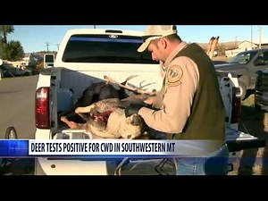 White-tailed deer in southwest Montana tests positive for CWD