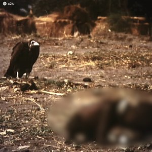 This photograph has turned the world upside down. A hungry vulture waited for the right moment to swoop down on this poor African child with no strength left. The moment was captured by photojournalist Kevin Carter, who waited for... About 20 minutes to get the "perfect shot". He gained a lot of recognition with the image though. He was accused of taking advantage of the little boy. Guilt and shame would lead him to make a drastic decision. | Vitamin
