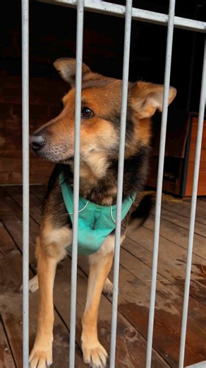 25K views · 453 reactions | BERNI - chodząca miłość do człowieka  to...