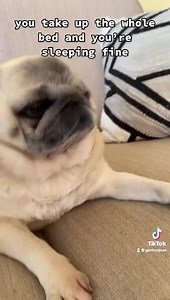 2.1K views · 924 reactions | Pug life is good ❤️❤️❤️ | Primrose the sweet angel pug | Facebook