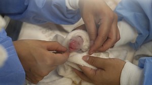 Zoo Berlin: Panda-Dame Meng Meng bringt Zwillinge zur Welt – „Es kommt auf jeden Bären an“