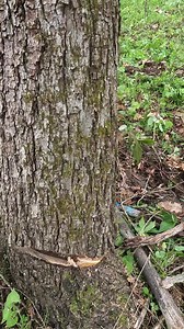 5.4K views · 159 reactions | #scenes #from "Covered up" Watch FULL vertical videos on our page | Boys In The Woods | Facebook