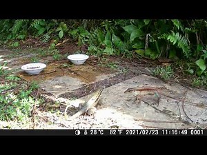 Trail Cam - Lizard Conflicts