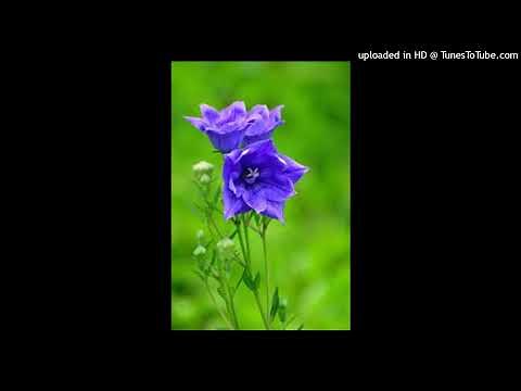 Brat Princess 2 - Amber and Scarlet - My Step Sister Has A Sugar Dummy 4K