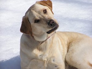 Những bí mật ‘nho nhỏ’ về loài chó mà có thể bạn chưa biết - TINHHOA.NET