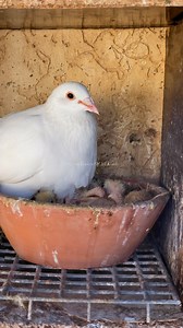 6.1K views · 134 reactions | White Homing Pigeons. #pigeonsloversofallkinds #pigeon #pigeons #homingpigeon #racingpigeons | Pigeons Lovers of all kinds | Facebook