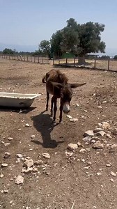 Adventure awaits in Akamas Peninsula! Rent a buggy in Latchi and explore the rugged beauty of this untouched paradise 🏝 #latchi #akamas #explorecyprus #cyprusguide #paphos #cyprus #bookcyprus | Bookcyprus.com