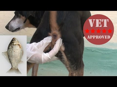 Empty Dog's Anal Glands at Home - Vet Approved