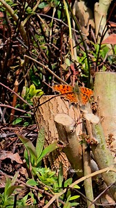 Red Admiral Butterfly 🦋 #BackToNature_OwnVideo | Back To Nature