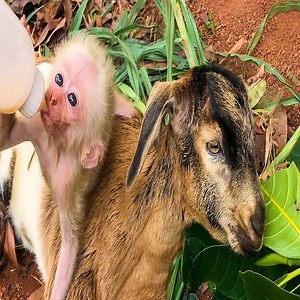 1.7K views · 31 reactions | Baby monkey is very scared when goat leaves | Animals Secret | Facebook
