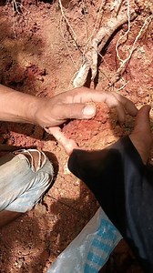 52K views · 422 reactions | Ketemu urat batu emas inti Yg berisi emas #uratemas #uratbatuemas | Rosidin Mekaki | Facebook