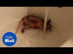 Arnie the armadillo loves baths and playing with tissue paper