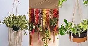 Hangers: saiba quais as plantas ideais para serem penduradas!