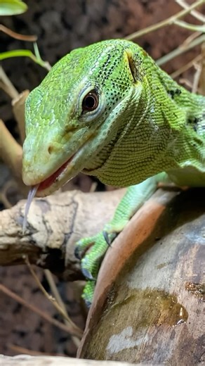 24K views · 229 reactions | Sabzi, my female green tree monitor lizard (Varanus prasinus), enjoying a juicy, large, silkworm caterpillar sn. As always she thrashes it around and plasters a bit 﫣! • #treemonitor #varanusprasinus #reels #viral #instagram #pet #animal #reptiles #varans #greentreemonitor #sabzithegreentreemonitor #reptiliatus #monitorlizard #lizard #pets #eating #feediq my y#silkworm #insect #asmr #eatingasmr #reptiles #reptilesofinstagram | Reptiliatus | Facebook