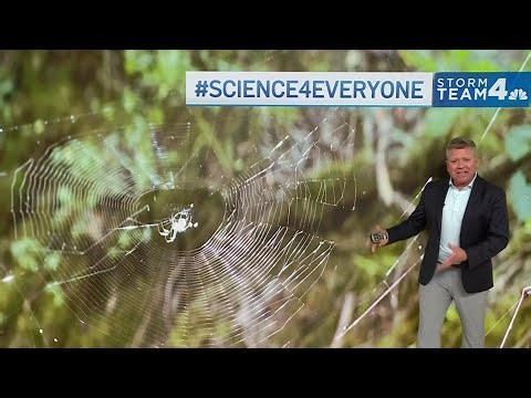 Science 4 Everyone: Why are there so many spiders in hot weather? | NBC4 Washington