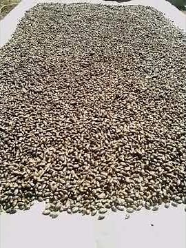 The process of making virgin castor oil by oil expeller machine 💯 natural no SALT ADDED.