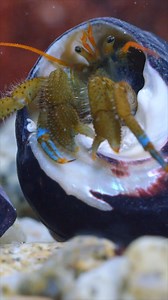 17K views · 841 reactions | New shell, new me! ✨ Hermit crabs are...