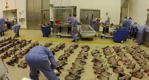 This Montage of Michigan CWD and TB Testing Will Blow Your Mind