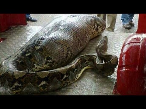 Missing Woman Found INSIDE Python