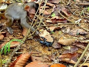 66K views · 877 reactions | Baby Monkeys Clash With Scrapers. The Poor Baby Monkey Was Painfully Burned By The Scorpion | MiMi Monkey | Facebook