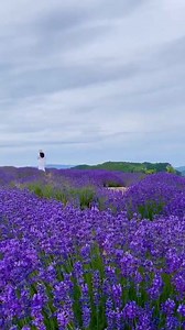 29 reactions · 53 shares | Are you going to Scarborough fair?  | ᴏꜰꜰɪᴄɪᴀʟ ɢɪɴᴀ 101 ᴄʀᴇᴀᴛɪᴠᴇ ᴀʀᴛ, ɢɪꜰꜱ & ᴠɪᴅᴇᴏ ᴍᴏᴏᴅꜱ | Facebook