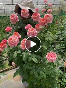 เคล็ดลับการปลูกกุหลาบ: การเริ่มต้นด้วยความอดทนสู่สวนสวย