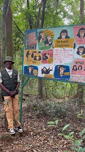 Who needs words when you have chimpanzee vocalisations? 🐵 Ecoguard Emanuel turning a Tacugama sanctuary tour into a language lesson. Warning: you might leave speaking fluent chimp. | Go Ape Foundation